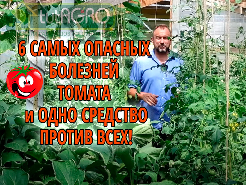 В этом видео Иван Русских расскажет о шести самых опасных болезнях томата в период налива, а также об одном эффективном средстве против всех этих болезней. Шесть опасных болезней томата и одно средство против них