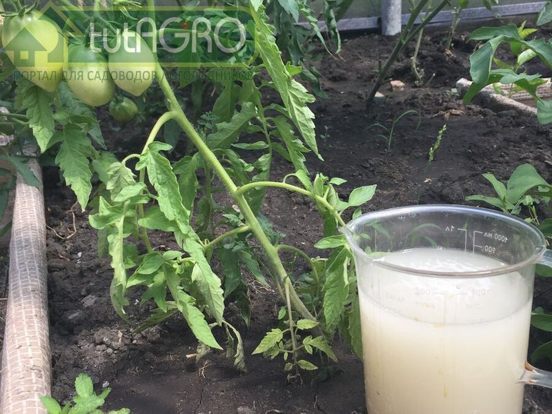 Мощная подкормка для налива томатов - AGROzen