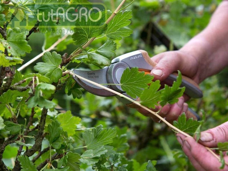 Правильная обрезка - залог хорошего урожая - AGROzen