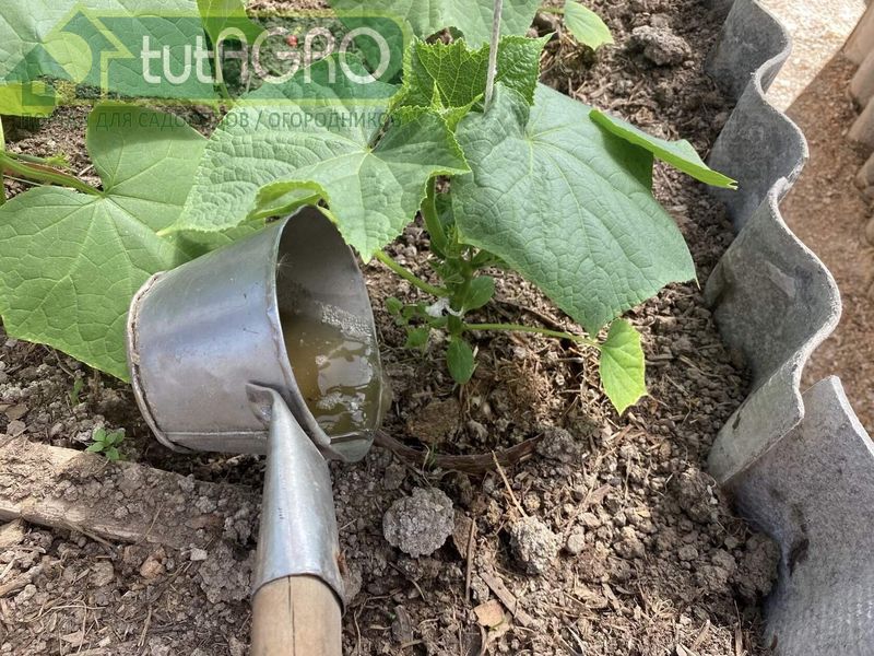 Лучшее средство для подкормки огурцов - зеленое удобрение - AGROzen