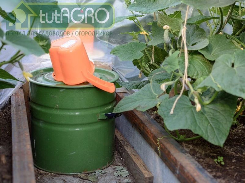 Такая подкорма огурцам не нужна - AGROzen