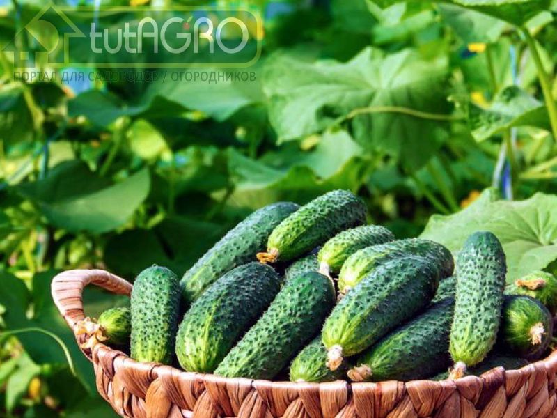 Чтобы огурцов было море - AGROzen