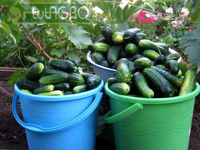 Обрабатывать необходимо не листья, а землю - AGROzen