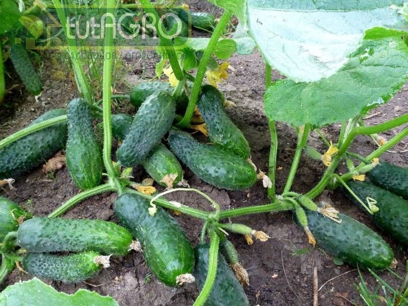 Раз в 10 дней проводите обработку раствором триходермы по листу - AGROzen