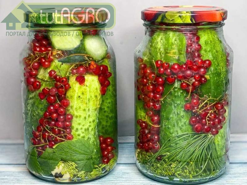 Консервированные огурцы с красной смородиной - AGROzen