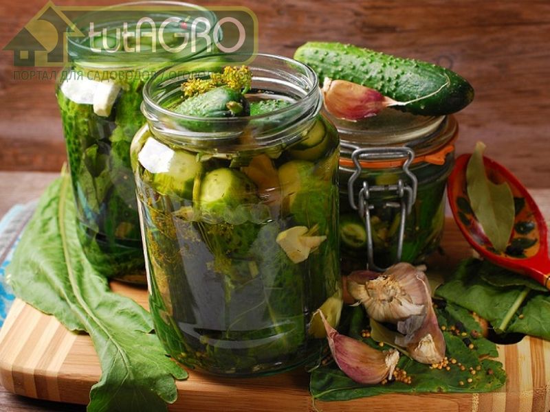 Засолка огурцов в банках - AGROzen