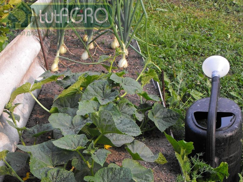 Водопроводная, как и колодезная, вода может иметь повышенное содержание солей, делающих ее жесткой - AGROzen