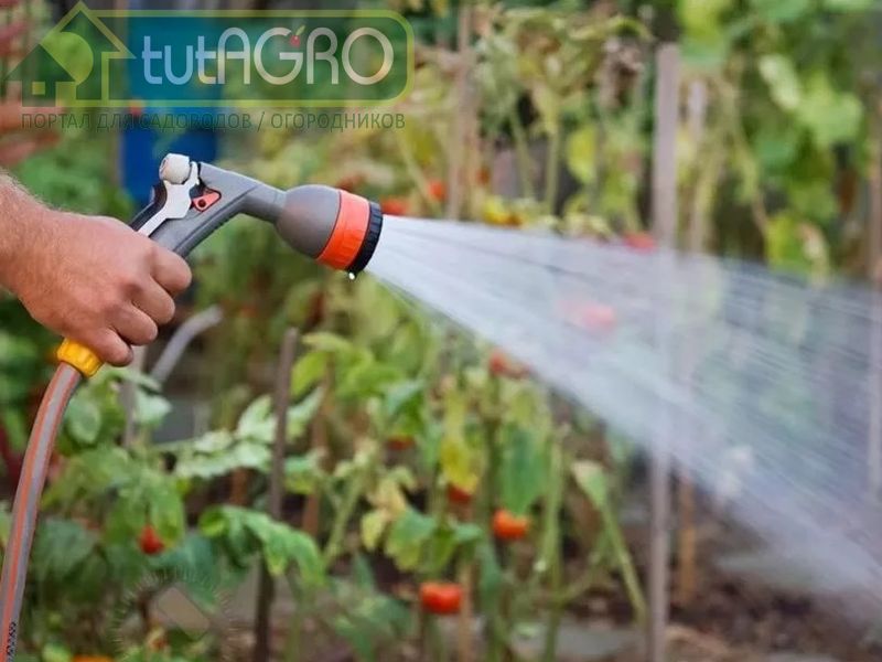 Именно карбонат обуславливает щелочность золы - AGROzen