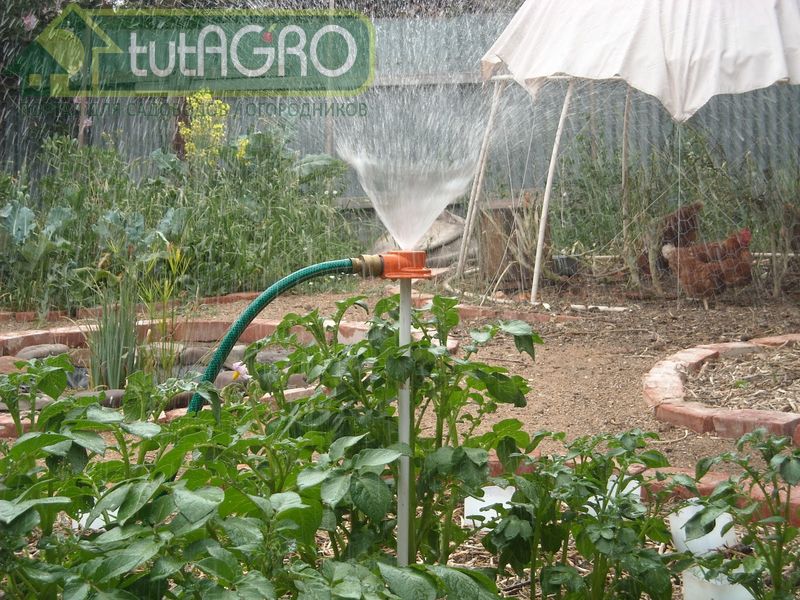 Избыток железа в почве также является проблемой для растений - AGROzen