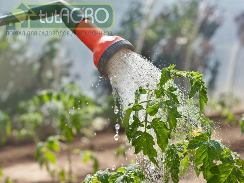 Что не так с водой для полива? Иван Русских - AGROzen