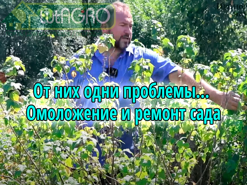 От некоторых растений в ягодном и плодовом саду лучше и проще избавиться. чем лечить. Посмотрите это видео и примите правильное решение о судьбе хилых растений. Избавьтесь от этих растений в саду!