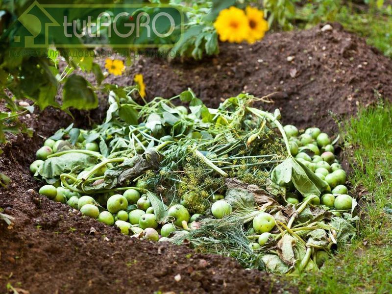 Многие садоводы стараются регулярно собирать опад и закапывать в ямы - AGROzen