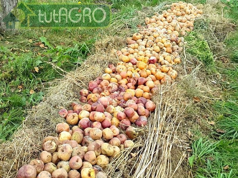 Опавшие яблоки можно просто закладывать в компостные кучи - AGROzen