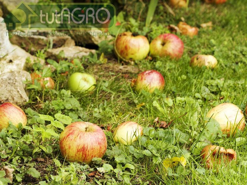 Яблочный компост можно готовить и в плотных мешках для мусора - AGROzen
