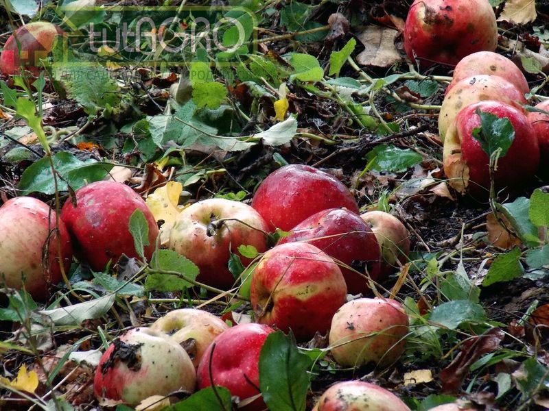 Кислый яблочный компост - AGROzen