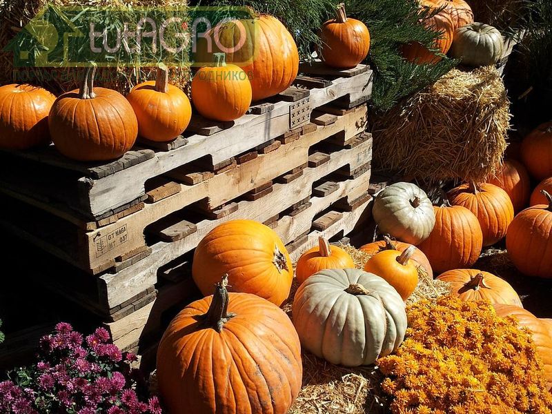 Если погода сухая и теплая, то обильно поливайте тыкву - AGROzen