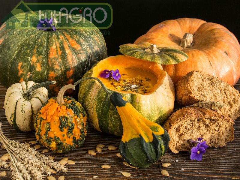 В прохладном помещении тыквы могут храниться несколько месяцев - AGROzen