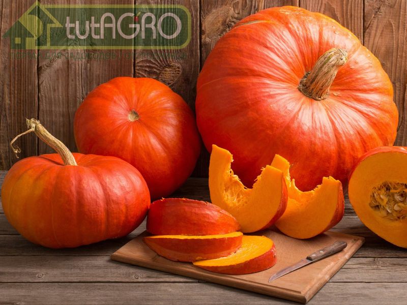 Время тыквы - AGROzen