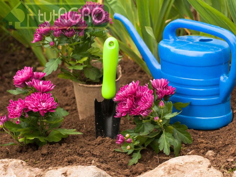 Ускоритель цветения для хризантем - AGROzen