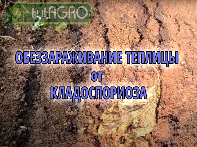 Какое растение избавит от запаса возбудителя болезни в почве смотрите в этом видео Как обеззаразить теплицу от кладоспориоза?