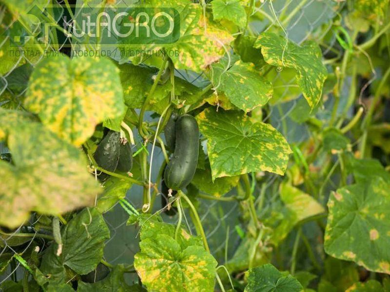 Почему огурцы желтеют в августе? - AGROzen