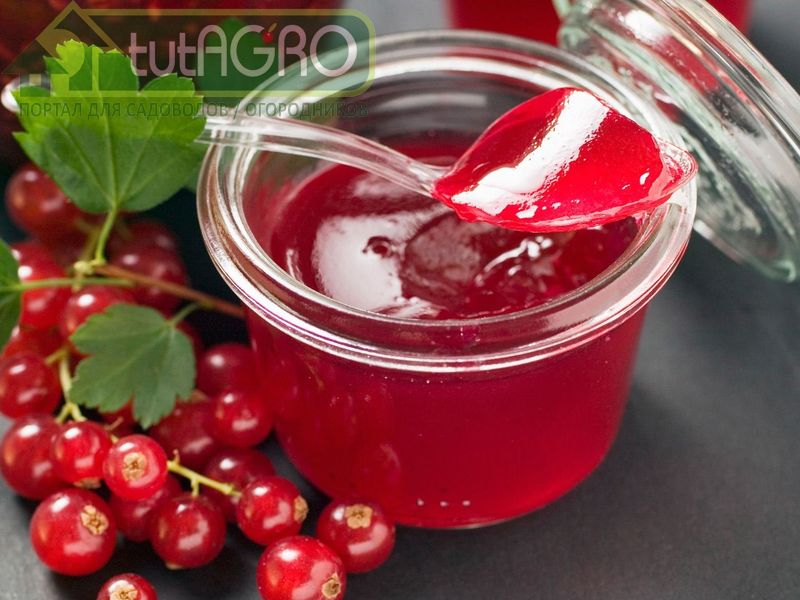 Желе из смородины - AGROzen