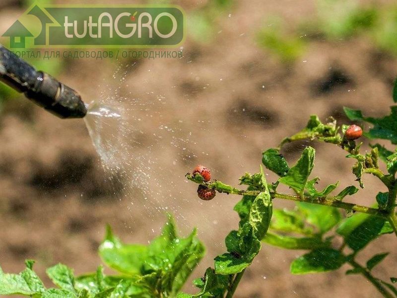 В предлагаемый рецепт входят компоненты, которые вообще не содержат никаких отравляющих веществ - AGROzen