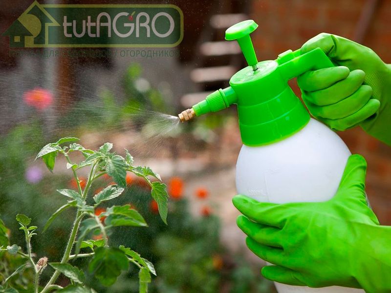 Надежное средство от любых вредителей. Рецепт - AGROzen