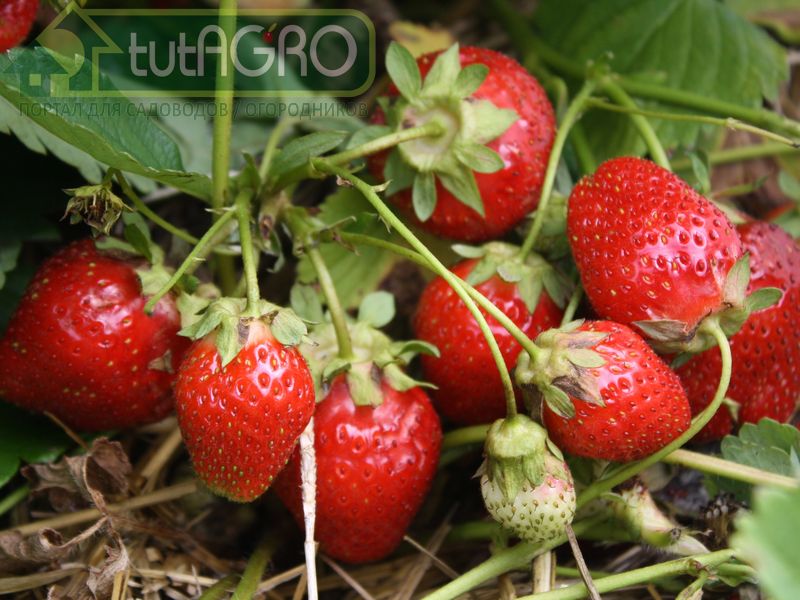 Фосфор для клубники - AGROzen