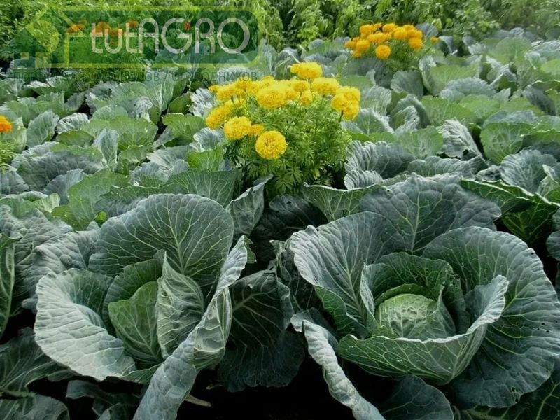 Десерт для овощей - AGROzen