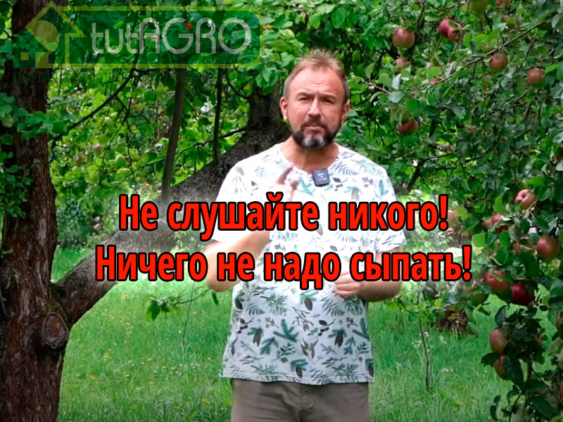 Чтобы избавиться от фитофторы на участке ничего не надо сыпать, покупать, чем-то поливать. Просто запомните это важное правило борьбы с фитофторой. Оздоровление участка после фитофторы