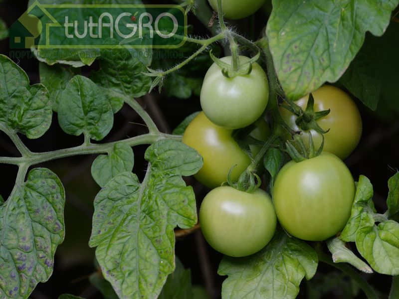 Одним выстрелом… Как ускорить созревание томатов - AGROzen