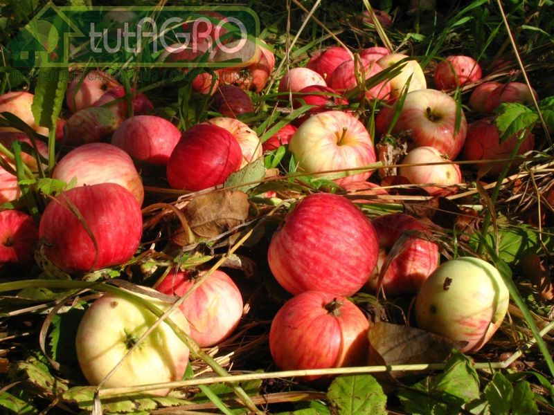 Соберите яблочный опад, особенно уже гниющий, в ведро или несколько ведер - AGROzen