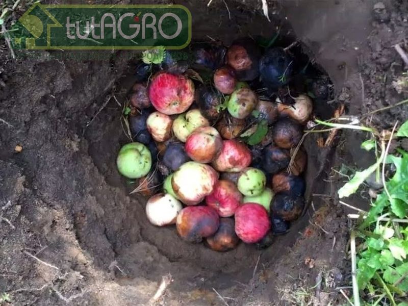 Не стоит опасаться, что болезни яблок могут перейти на томаты - AGROzen