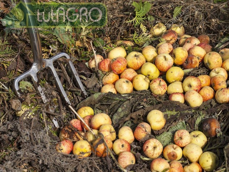 После уборки растений и окончания культуры томата остатки яблок (и/или груш) просто вкопайте в землю - это будет хорошая органическая подкормка - AGROzen