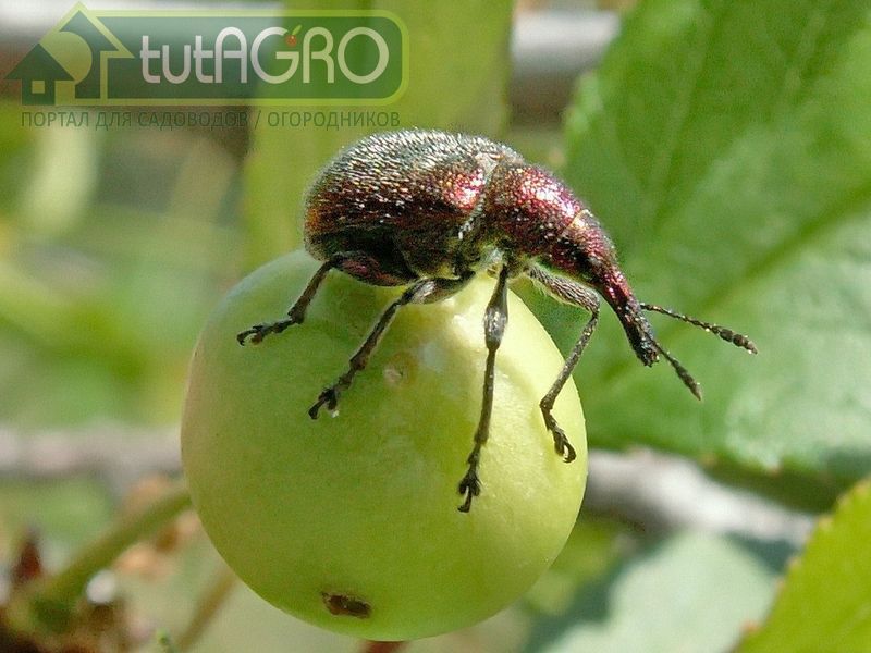 Суперсредство от вредителей и болезней - AGROzen