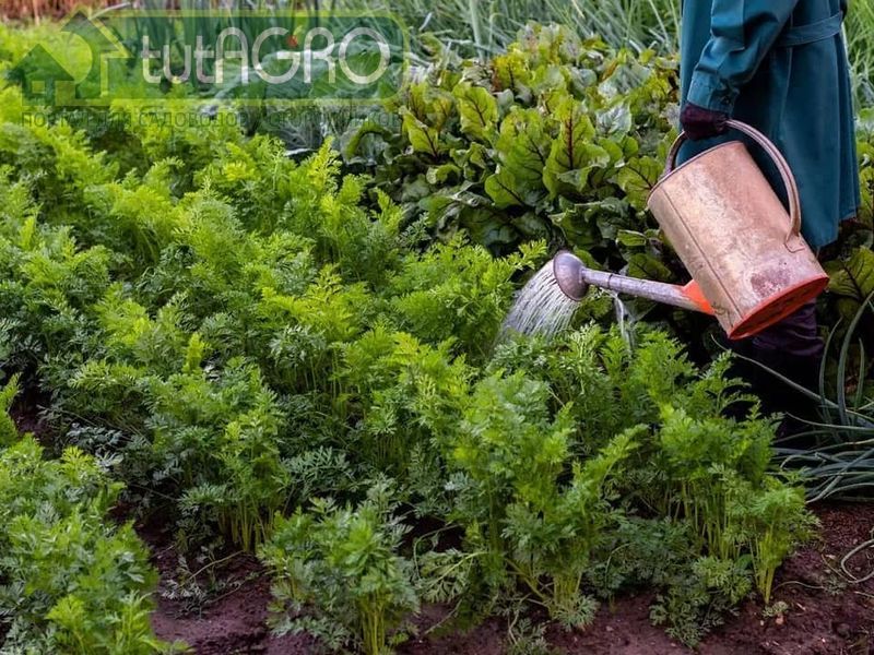 Камфора против вредителей и болезней - AGROzen