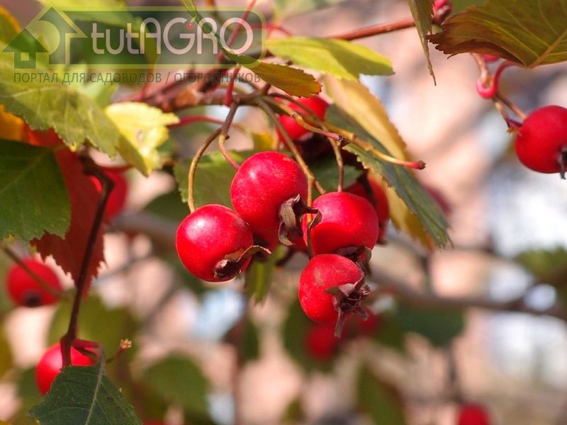 Плоды боярышника вкусны и полезны - AGROzen