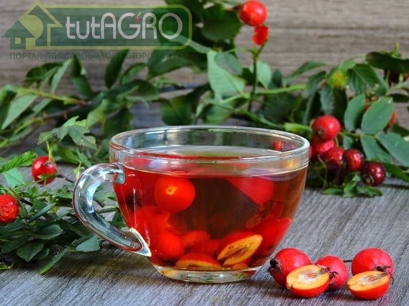 Чай из боярышника - AGROzen