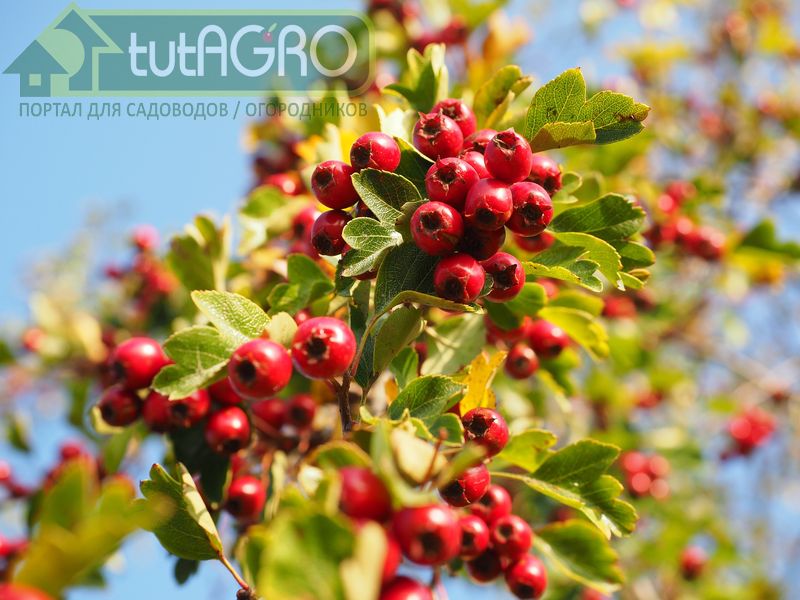Вкусный и полезный боярышник - AGROzen