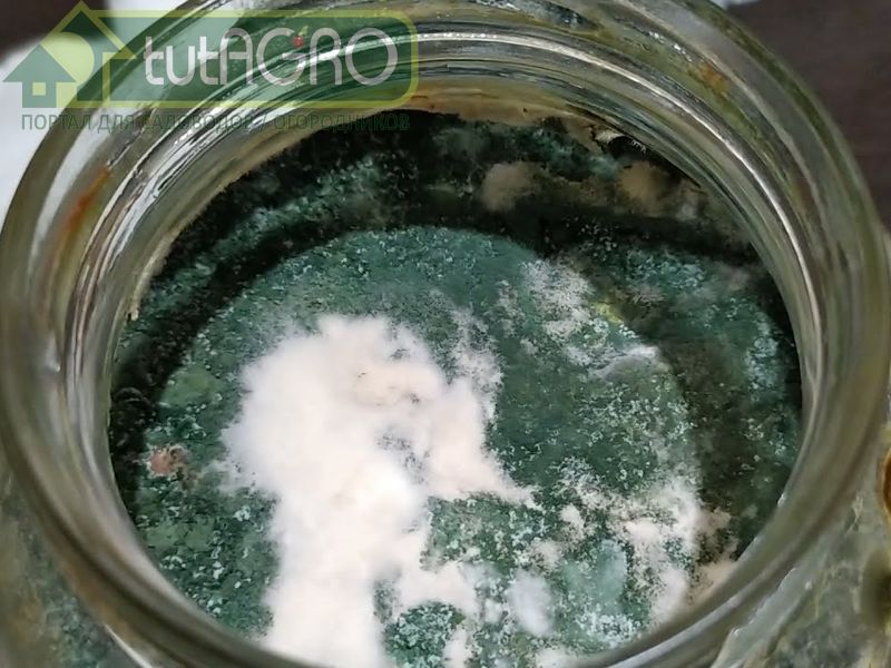 Можно вырастить триходерму на томатных отходах - AGROzen