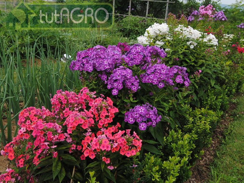 Флокс метельчатый: перезагрузка - AGROzen