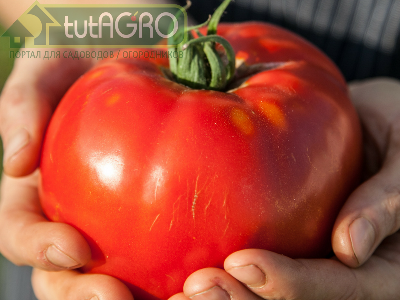 Получение семян томата, перца, баклажана - AGROzen