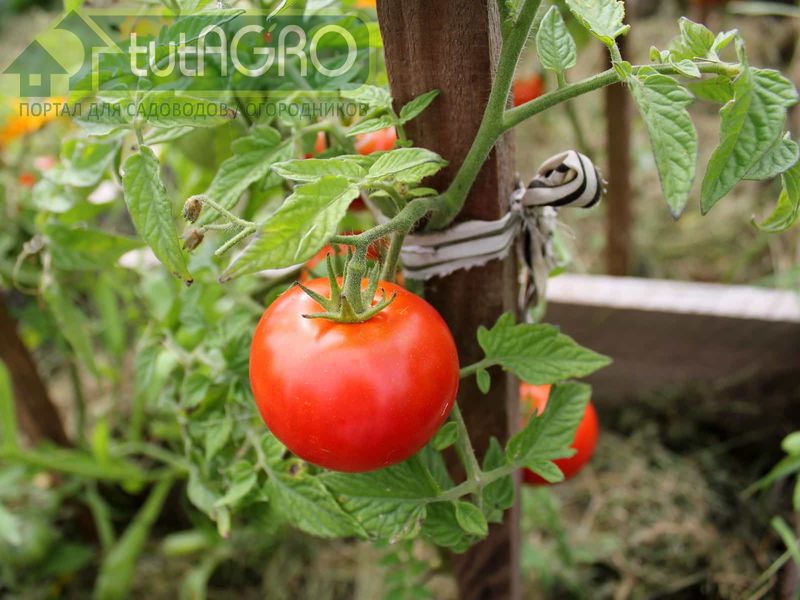 Томаты, перцы, баклажаны - растения самоопыляющиеся - AGROzen