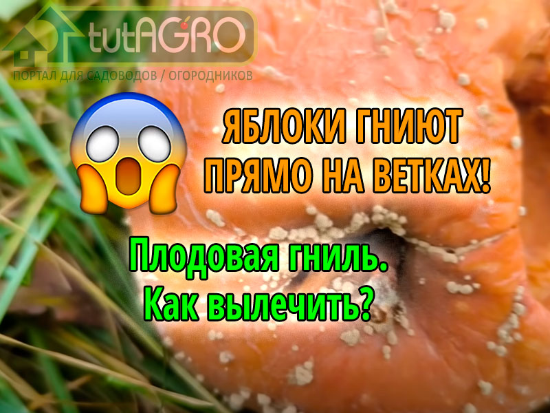 Плодовая гниль (монилиоз) – кошмар любого садовода. Возбудителем плодовой гнили является гриб. Грибковая инфекция быстро распространяется по саду, под угрозой находятся как семечковые культуры (яблоня, груша, айва), так и косточковые (вишня, черешня, слива, абрикос, персик). Плодовая гниль яблони – как спасти дерево?