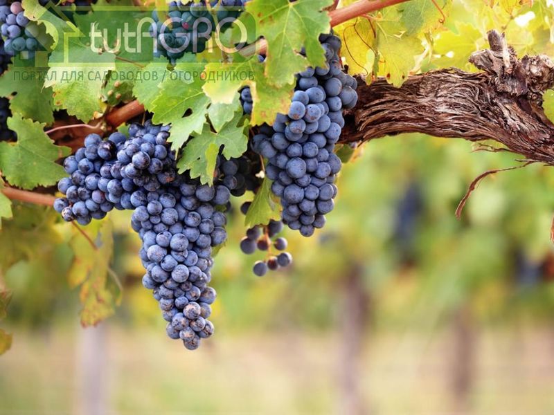 Виноградная осень - AGROzen