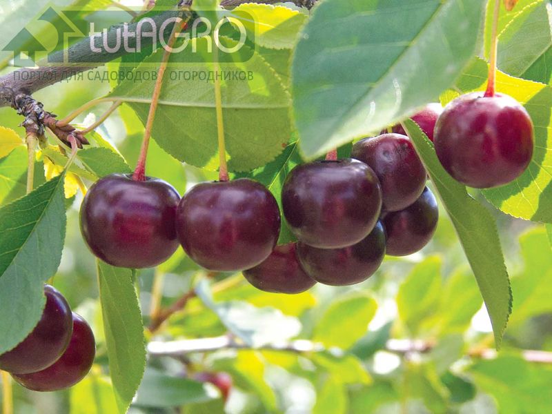 Чем и как подкормить вишню после сбора урожая? - AGROzen