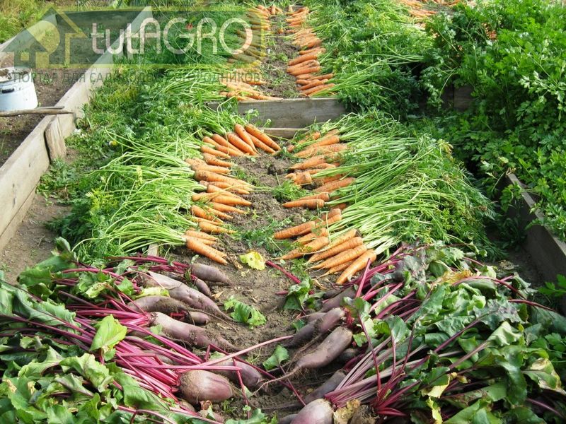 Поспешить или подождать: когда лучше убирать корнеплоды? - AGROzen