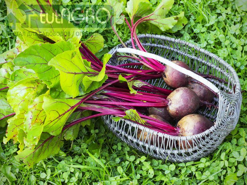Поздние сорта свеклы и моркови будут храниться тем лучше, чем позже они будут убраны - AGROzen