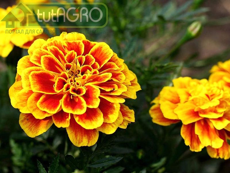 Цветы бархатцы для зрения  - AGROzen